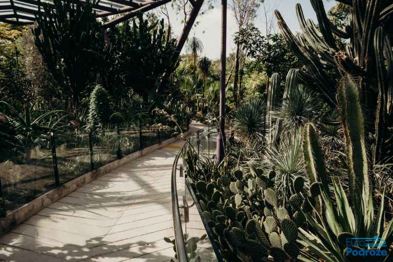 Zdjęcie: widok wnętrza Palmiarni