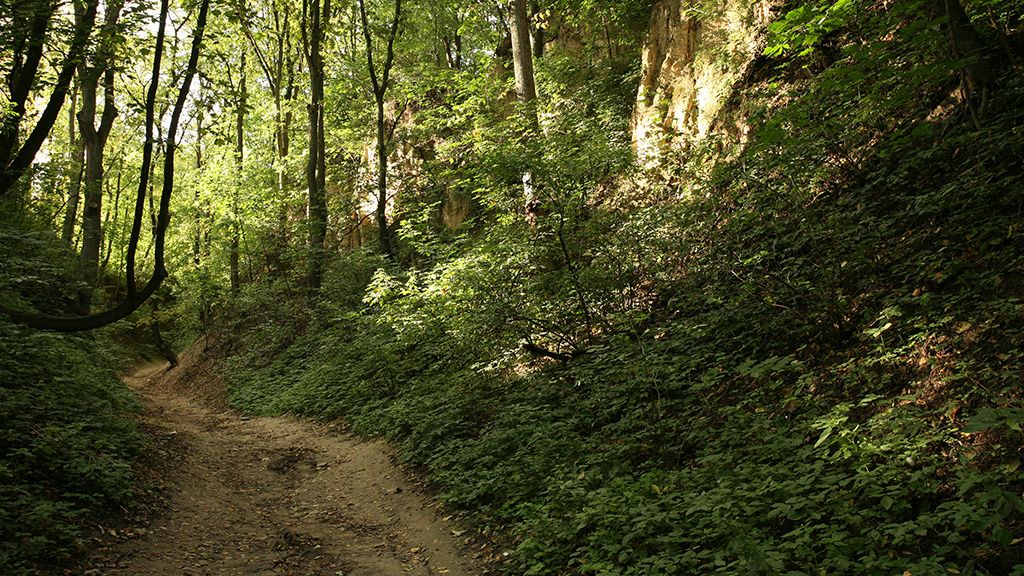 Kraina lessowych wąwozów