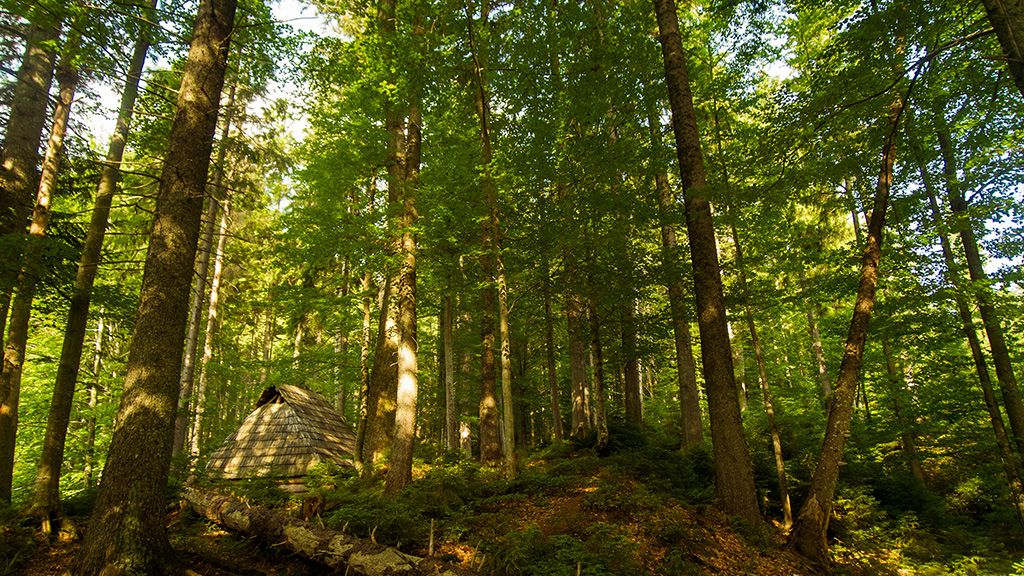 Roztoczański Park Narodowy