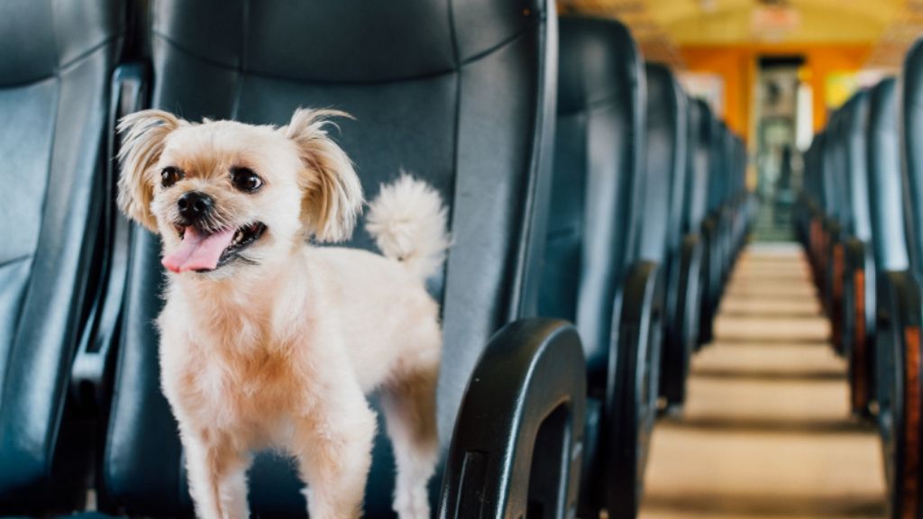 pies w pociągu - Renfe – bilety