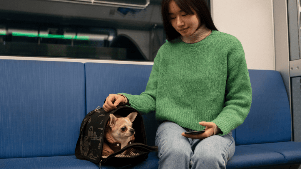 Pies siedzący w transporterze w pociągu