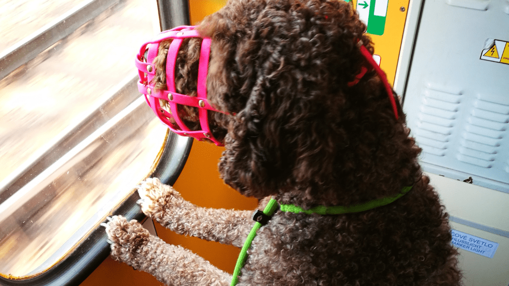 Pies w kagańcu patrzący przez okno pociągu 